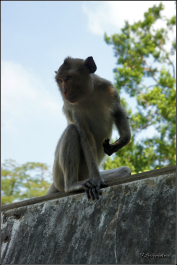 photo 981078