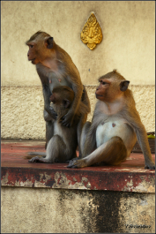 photo 981946