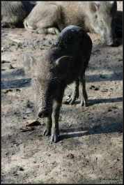 photo 985888