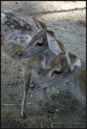 photo 985925