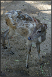 photo 985934
