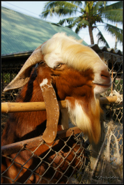 photo 986165