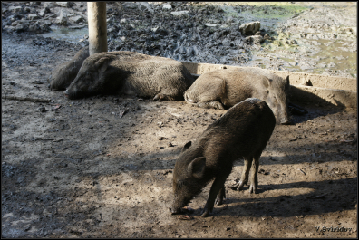 photo 986269