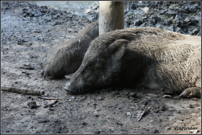 photo 987594