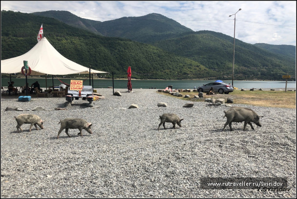 photo 1805403