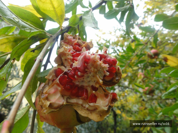 photo 242491