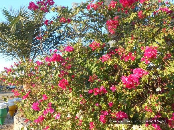 photo 853185