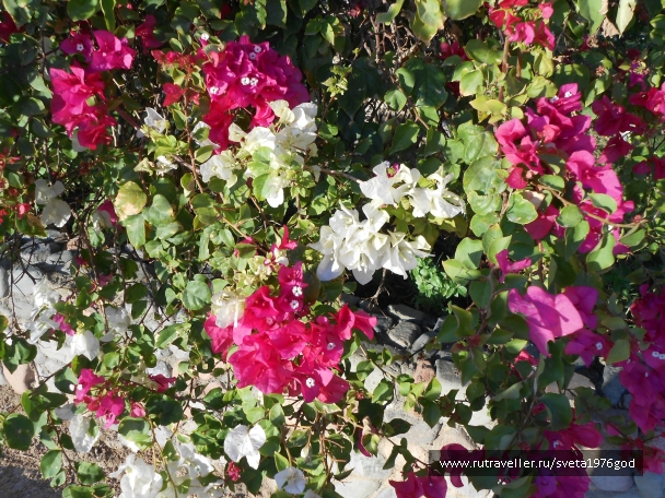 photo 853186