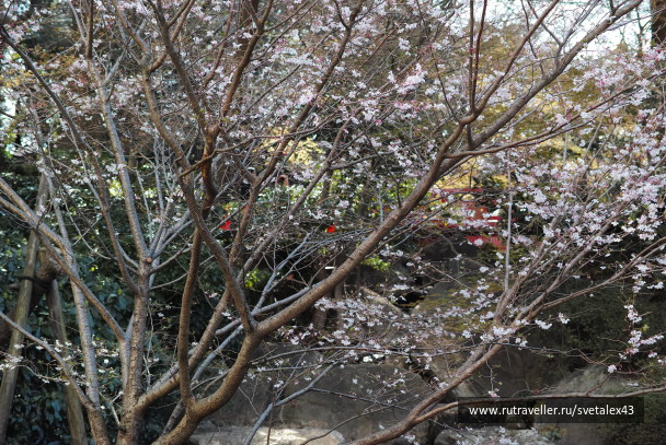 photo 1456964