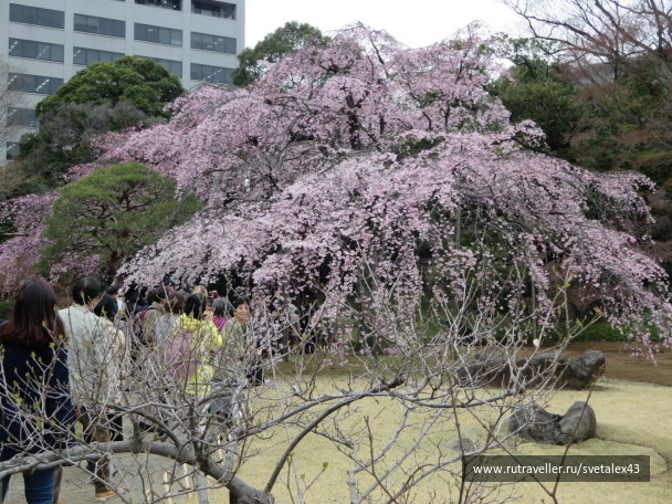 photo 1457154