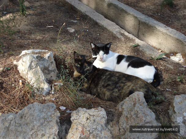 photo 37643