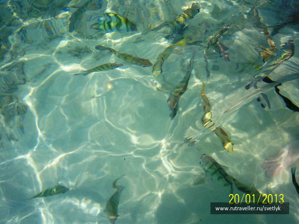 photo 255401