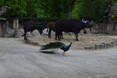 photo 724538