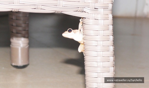 photo 21863