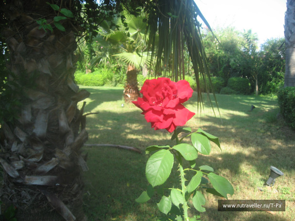 photo 506025