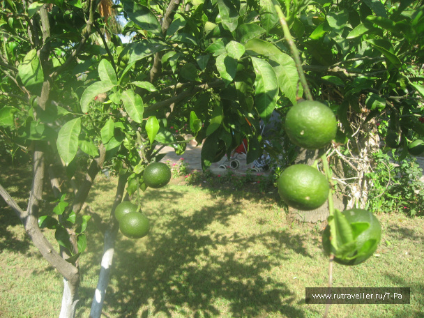 photo 506029