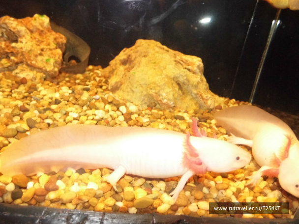 photo 726075