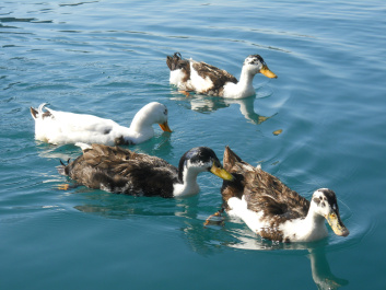 photo 417226