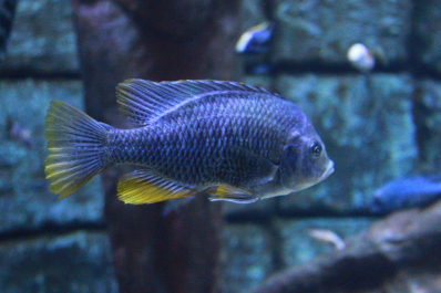 photo 641559