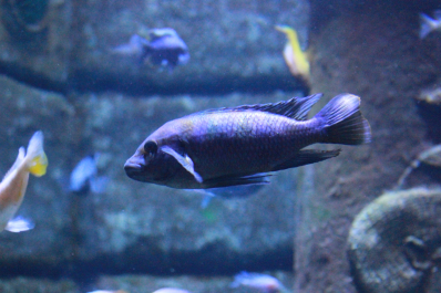 photo 641560
