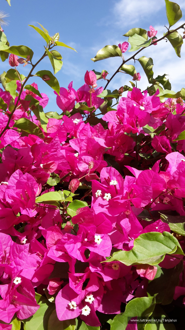 photo 996045