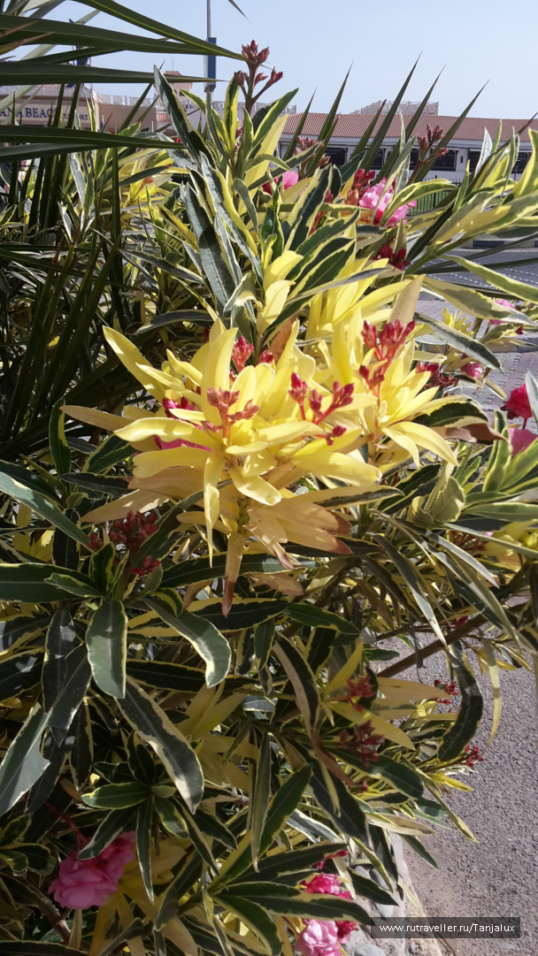 photo 996145