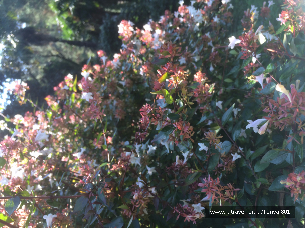 photo 1277880