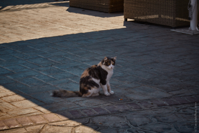 photo 1729730