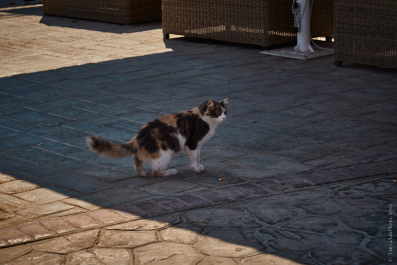 photo 1729731