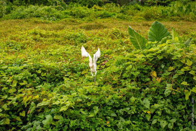 photo 2097884