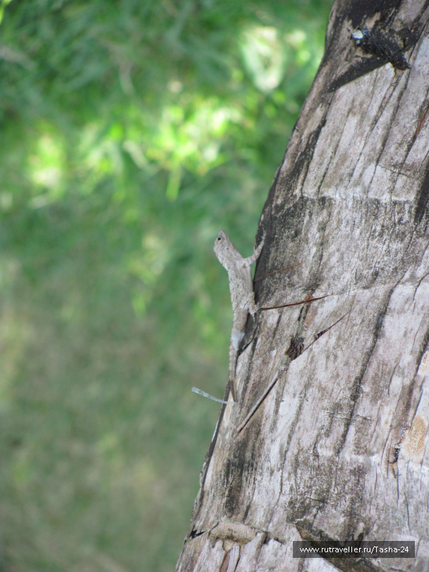 photo 993949