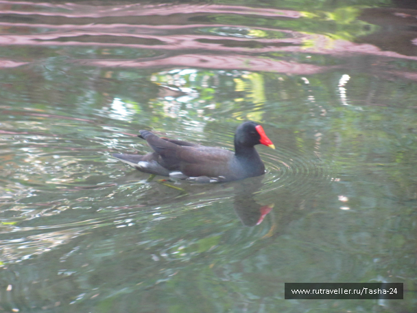 photo 993959