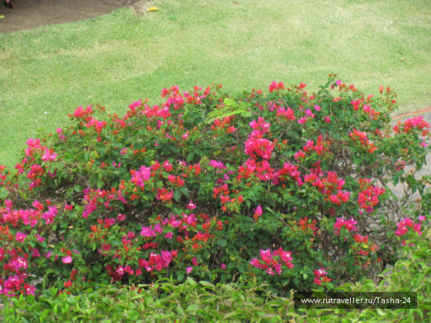 photo 993962