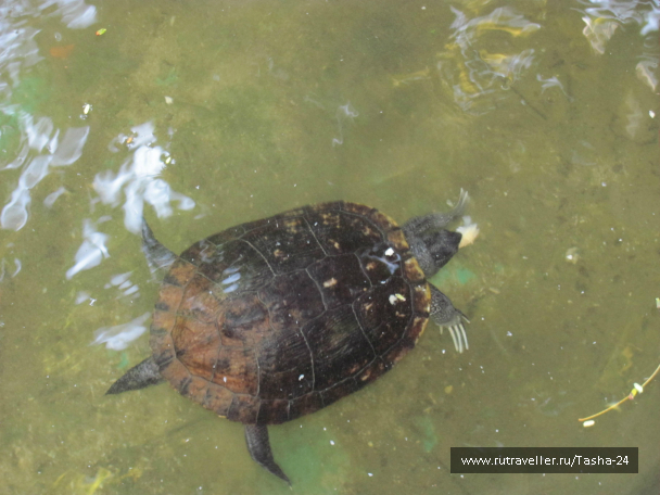 photo 993972