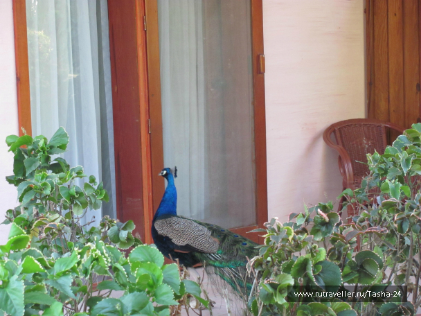 photo 993975