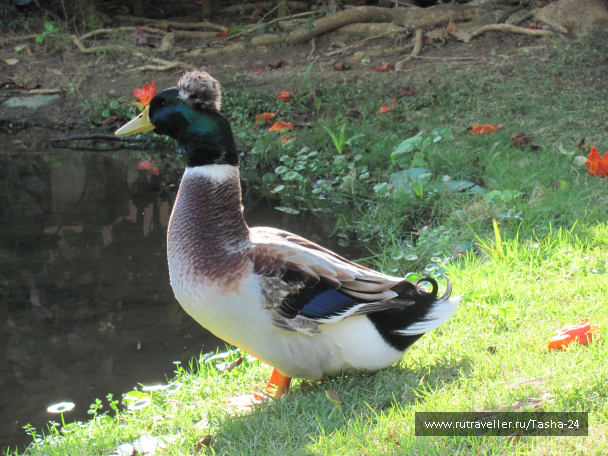 photo 993976