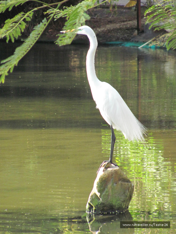 photo 993973