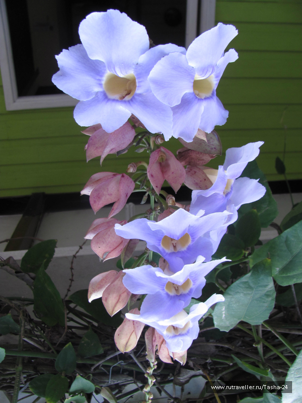photo 994072