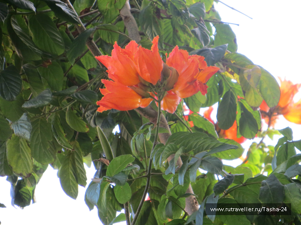 photo 992892