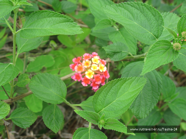 photo 992906