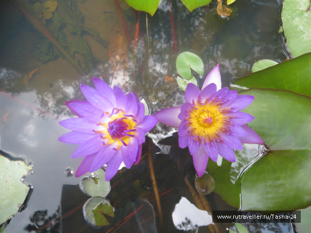 photo 992933