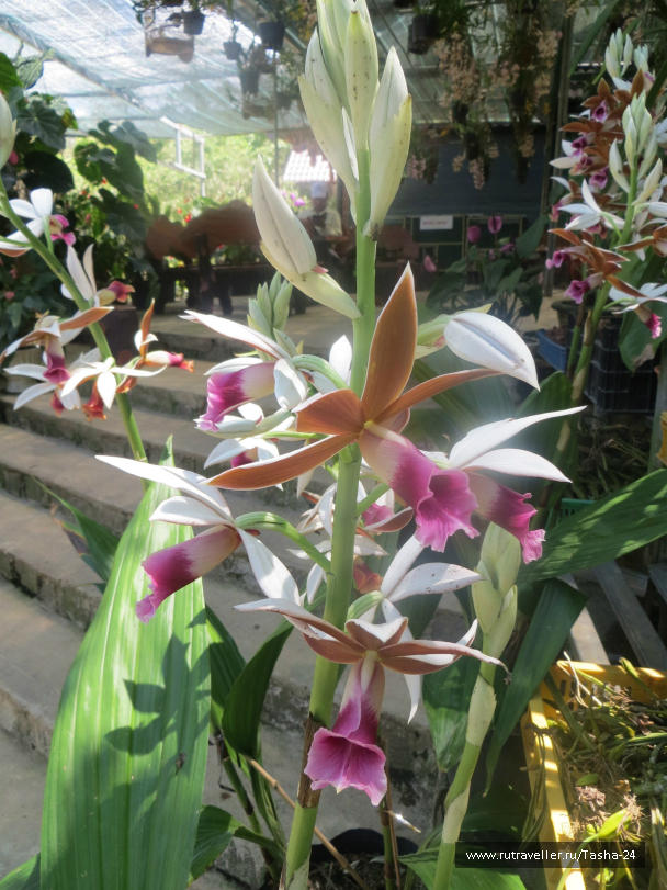 photo 992936