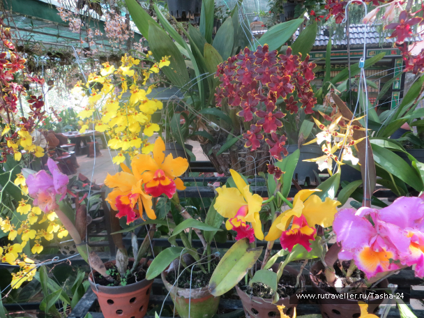 photo 992940