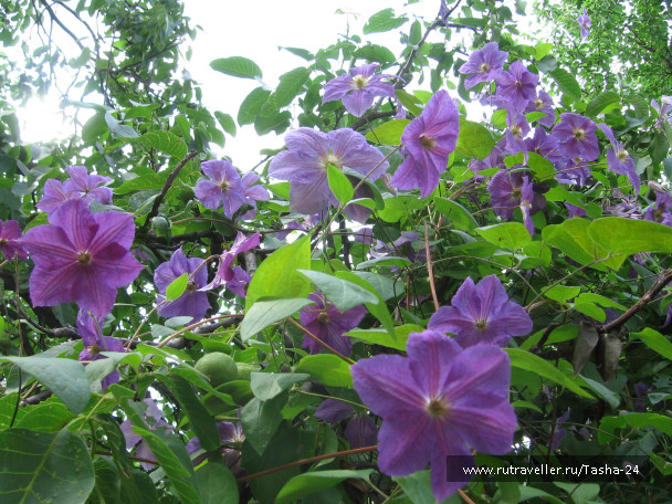 photo 994844