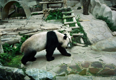 photo 224169
