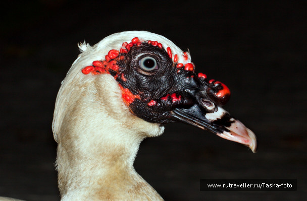 photo 445181