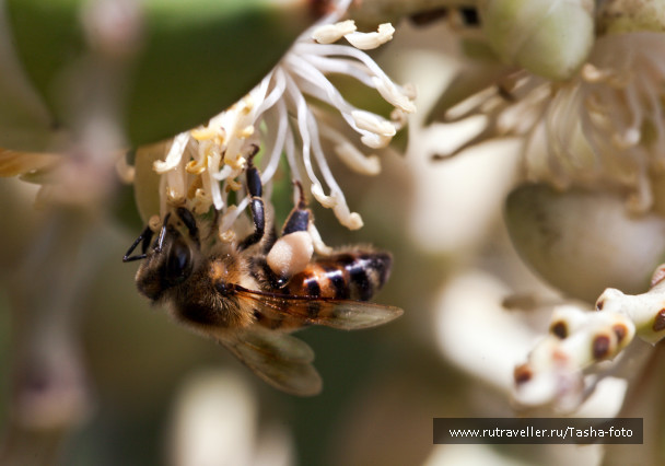 photo 445184