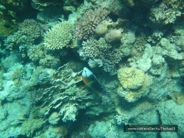 photo 919765
