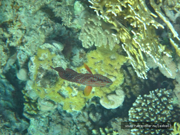 photo 919798