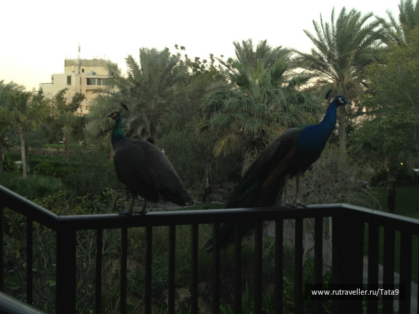photo 265807